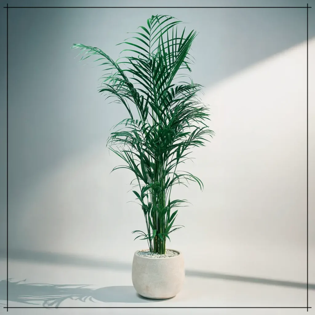 반려동물에게 독성이 낮은 대표 집안 공기 정화 식물인 아레카야자